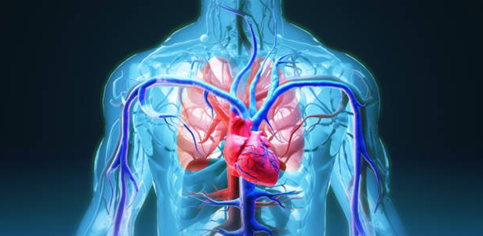 血管 / 介入医生